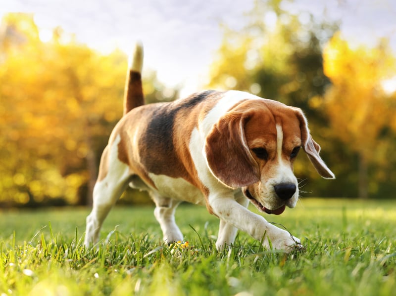 Beagles possess an incredible sense of small, meaning an interesting scent will instantly become more important than any of their desperate owner’s instructions. Their cheerful independence and persistence make consistent training hard but important. They'll always appear sorry, before merrily doing it again.