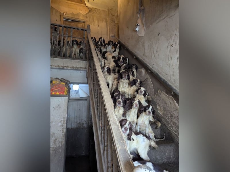 This was the sight that greeted RSPCA officers in April 2025 when they found 80 springer spaniels living in squalor at a filthy property in Tickhill, Doncaster.