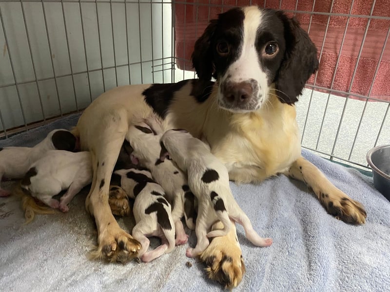 Darcy, who gave birth to five healthy puppies at the branch’s animal centre in New Cut Lane, is now living happily with her new family in Southport.
Her owner, Joanna Baldwin, said: "Darcy was a brilliant mum who was still nursing her litter of newborns when I first met her. I visited her about half a dozen times before she finally came home with me a month after she’d finished raising her little ones... Darcy loves to run, although she never goes very far from me,  and if she’s not racing around she’ll be on the sofa. We’ve had our challenges; she still struggles a bit with unfamiliar dogs, and she isn’t a fan of the hoover... She’s come so far - she’s so affectionate and a joy to be around.”        