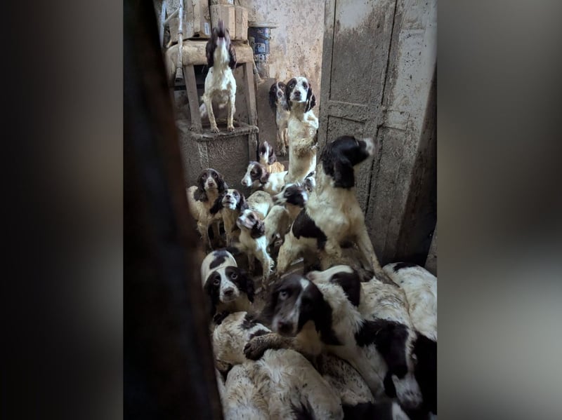 Many of the rooms were covered from floor to ceiling in faeces and dirt several inches thick. The charity said numbers had rapidly spiralled because none of the dogs - 80 Springer Spaniels and four Patterdale Terriers - had been neutered.