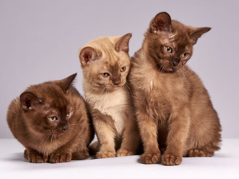 The beautiful Burmese often comes out top in cat lifespan surveys, and so it proved again - with an expected lifespan of 14.4 years.