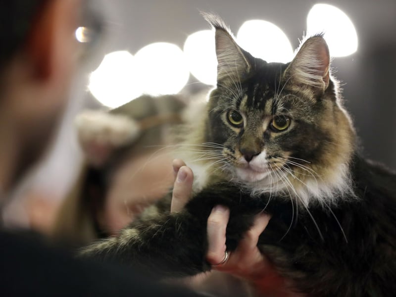 One of the rarer breeds of cat in the UK, the luxuriously-coated Norwegian Forest Cat tends to live for 10 years on average.