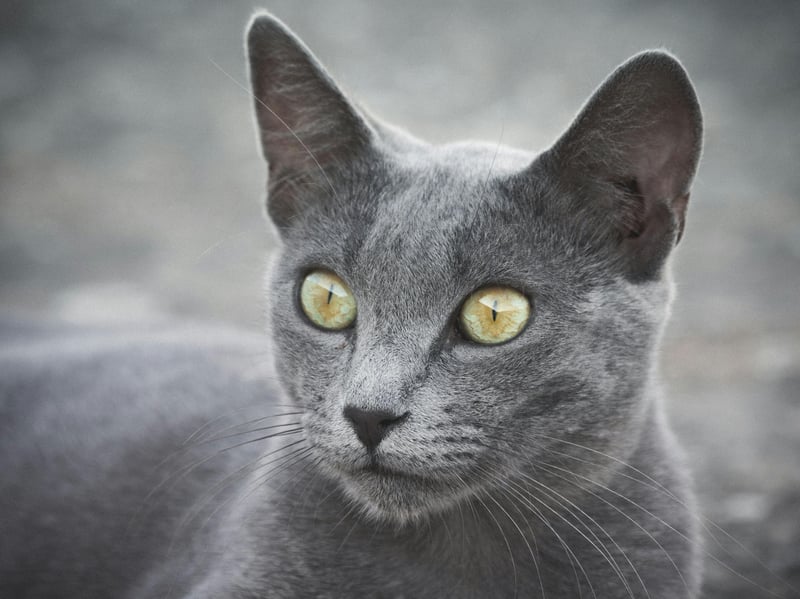 Also known as the Archangel Blue, the Russian Blue arrived in the UK from Russia in the 1860s. Researchers found the breed lived for an average of 9.7 years.
