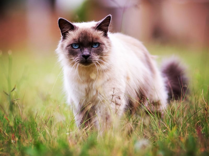 Joint top spot went to the Birman - which you can also expect to live for 14.4 years.