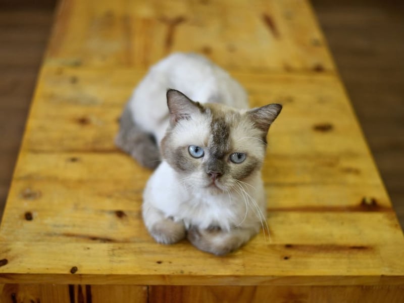 Another of the UK's most popular feline friends, the British Shorthair has an average lifespan of 9.6 years. 