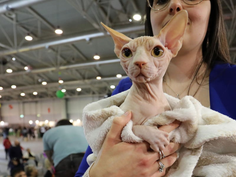 The Sphynx cat is instantly-recognisable for its lack of fur, but this hairlessness can cause several health issues. It's the shortest living common breed of pedigree cat, with an average lifespan of just 6.7 years.