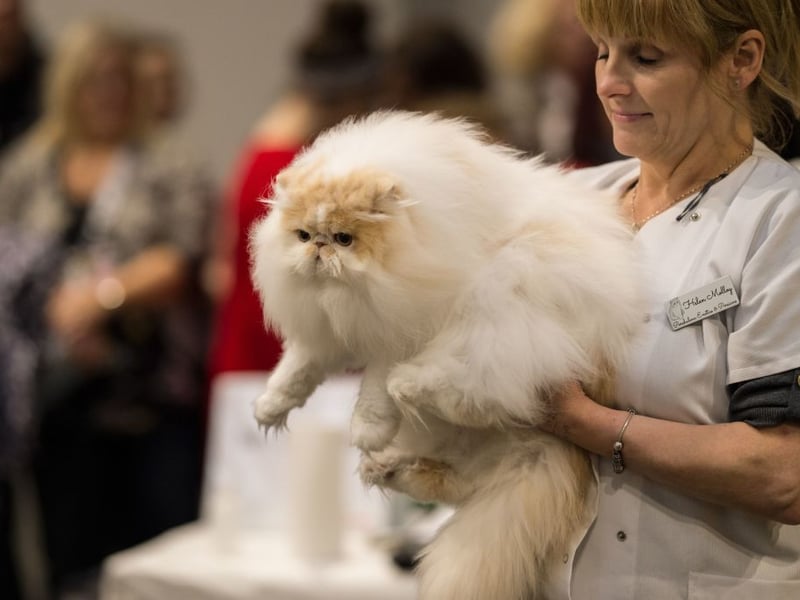 Fluffy Persian Cats can suffer from health issues connected to their flat faces. They were found to live for an average of 10.9 years.