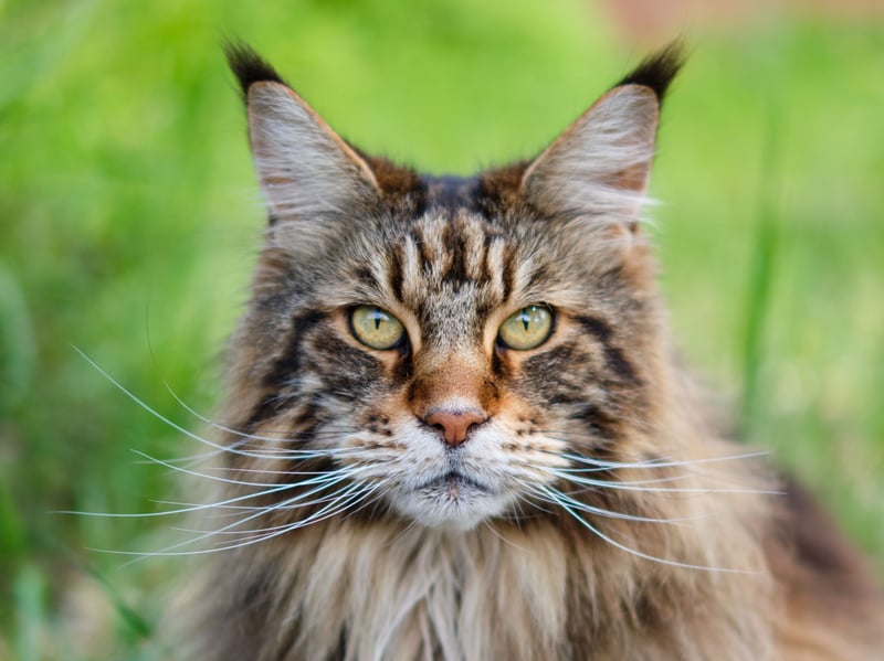 Much loved in the American state from which it takes its name, the Maine Coon was found to live for 9.7 years on average.