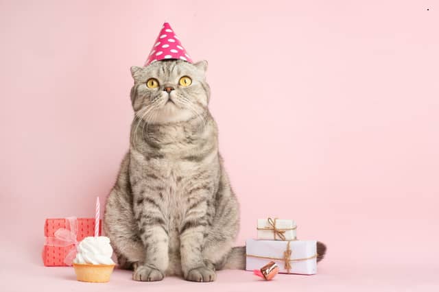 The number of birthdays a cat celebrates is largely dependent on its age.