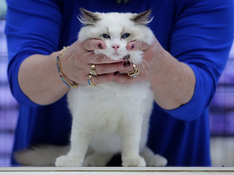 The Ragdoll is the UK's most popular breed of pedigree cat - and also one of the most affectionate. They were found to live for 10.3 years on average 