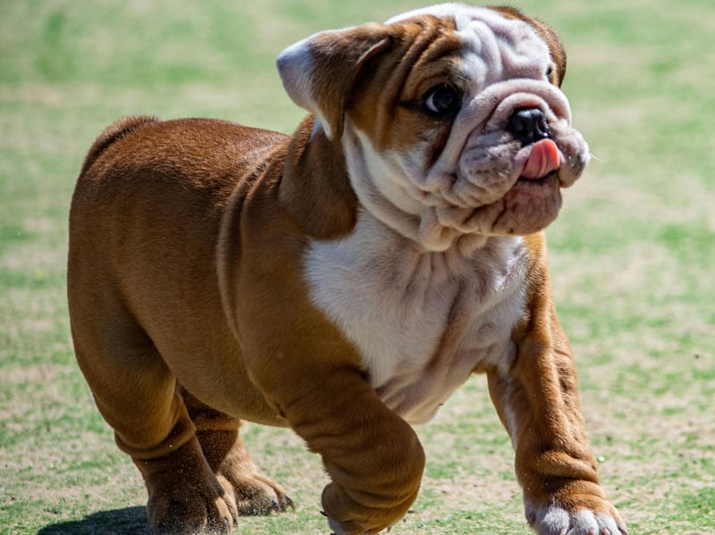 Some Bulldogs can actually be fairly well behaved and respond to commands well. If you don't get their training right early in life though they can be incredibly stubborn and show their owner little in the way of respect. They certainly look pretty stubborn.