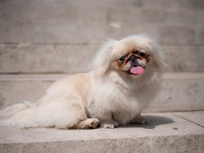 Pekingese were historically treasured companion dogs, bred to act as glorified lap warmers for filthy rich owners. They can learn quickly but tend to prefer doing things on their own terms rather than obeying repeatedly - these are dogs that have serious main character energy.