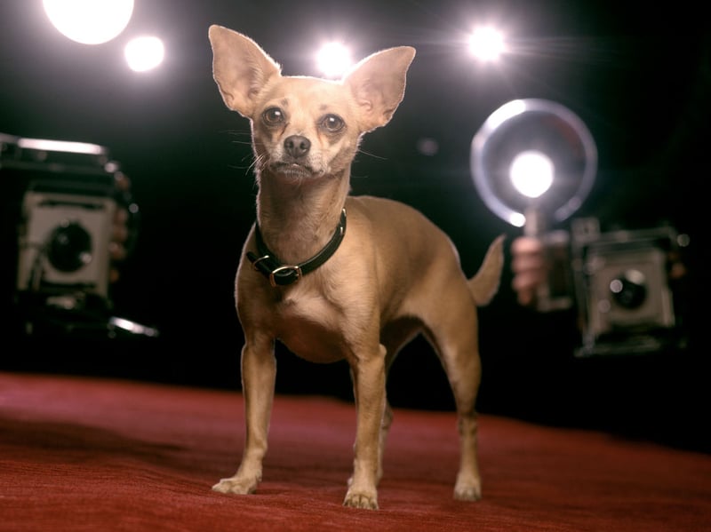 The smallest dog in the world is also one of the most stubborn. The Chihuahua needs plenty of patience - or just an acceptance that stubborness is part of this breed's charm.