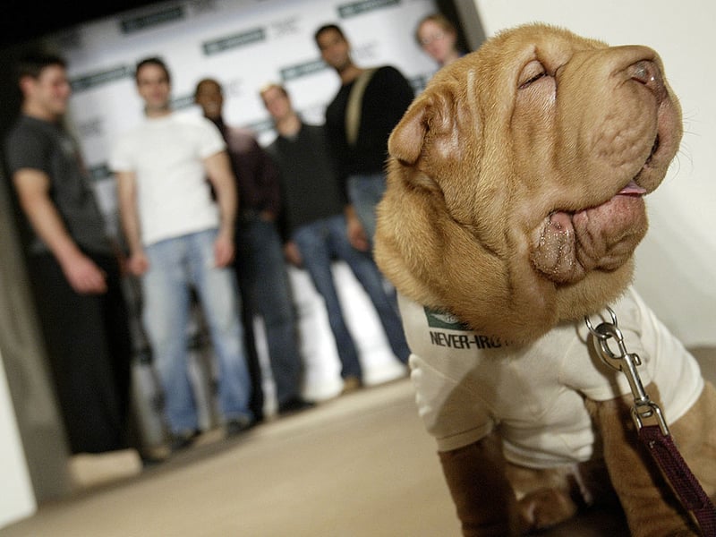 The wrinkly Chinese Shar-pei may look adorable but inside that cute exterior is a stubborn streak a mile long. Obedience classes are recommended but may not make any difference to this most independent-minded breed of dog.