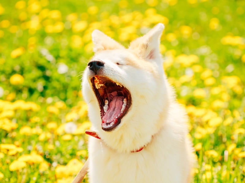 The Akita was bred as a hunting dog in its native Japan. It's an intelligent breed but notoriously beligerent - they will simply walk away if they don't fancy doing what they are told.