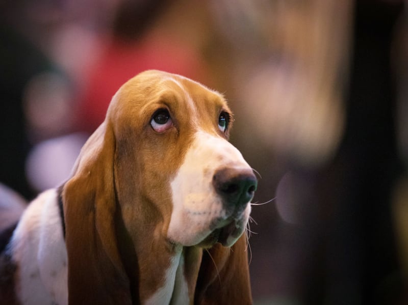 The Basset Hound is an incredibly lazy and easy going breed of dog. Unfortunately, this means they are also likely to ignore you when you want them to do something. Good luck getting a sleepy Basset Hound off your bed. 