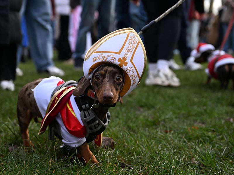 First time Dachshund owners may be surprised to find that their adorable pet does exactly what it wants when it wants. Don't worry though - it's perfectly normal for a sausage dog to think they are the boss. It's probably best just to do as they say. 