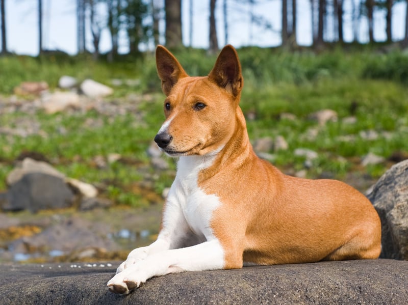 Clever, curious, and intensely independent - as well as being the only breed of dog incapable of barking - Basenjis frequently question commands rather than automatically obeying. "Yes, but WHY do you want me to sit?". Their strong hunting instincts and self-reliant nature can make consistent training particularly challenging.