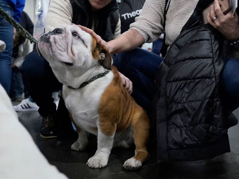 Famously used as a symbol of British patriotism during World War Two, the English Bulldog is another flat-faced breed that lives a relatively short life - an average of 7.39 years. That's still significantly longer than their diminuative cousin the French Bulldog, which were found to have an average lifespan of just 4.53 years in the report.