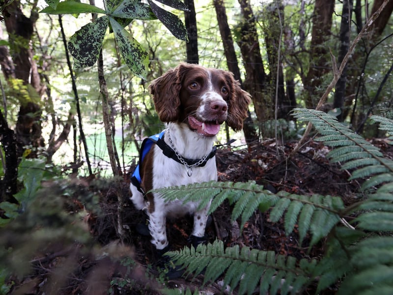 The wonderfully bouncy Springer Spaniel is expected to live around 11.92 years. Before becoming loved family pets, they were used to flush out (or 'spring' - hence the name) and retrieve game by hunters.