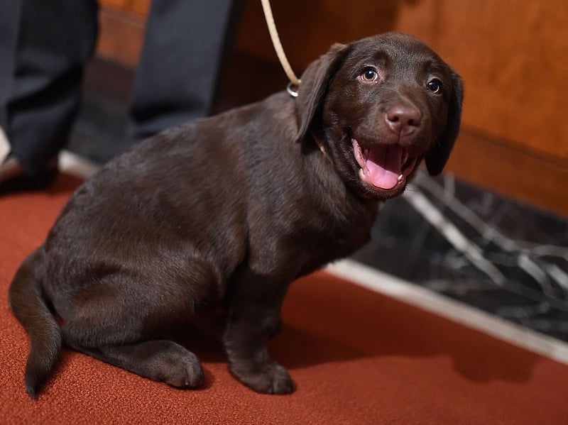 Britain's - and the world's - most popular dog, the Labrador Retriever has an above-average lifespan of 11.77 years. It is named after the Labrador region of Canada where its precursors, the St. John's Water Dog, originally came from. 