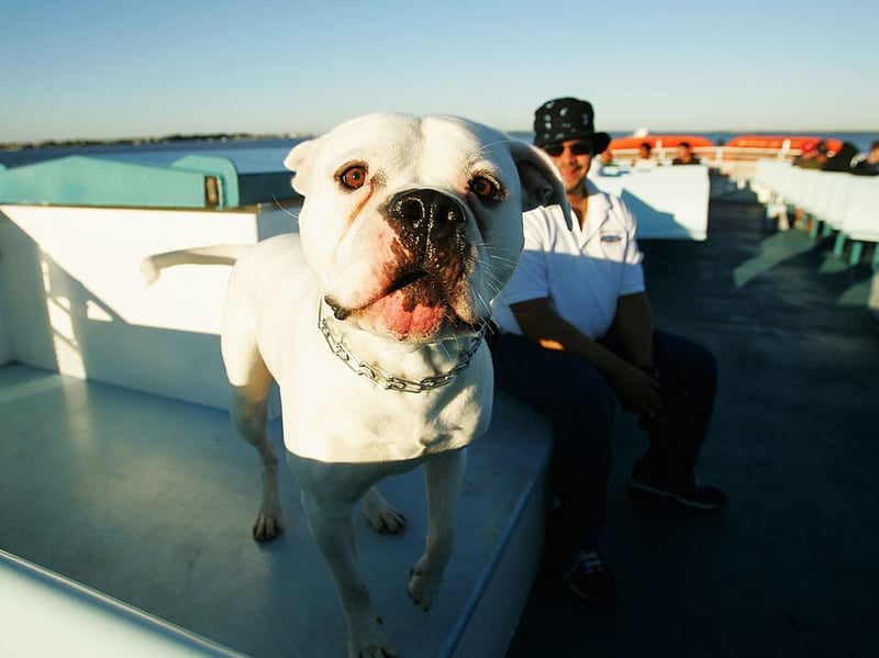 All four of the dog breeds that have the shortest lifespans, starting with the American Bulldog, are brachycephalic (flat-faced). The lower life expectancies are associated with the animals suffering from several conditions, including breathing problems and spinal disease. The American Bulldog lives for an average of 7.79 years.