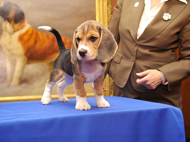 A boisterous scent hound that love to run around in a pack, Beagles have an average lifespan of 9.85 years. These days they are often used as a detection dog to check for prohibited items in airport customs.