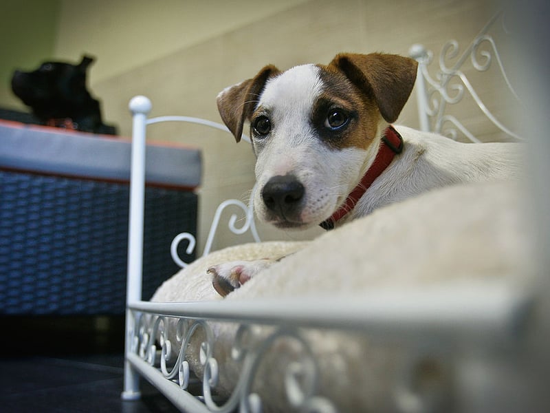 The Jack Russell Terrier was the longest living breed that the study looked at - with an average age of 12.72 years. The cheery wee dogs were originally bred for fox hunting in North Devon.