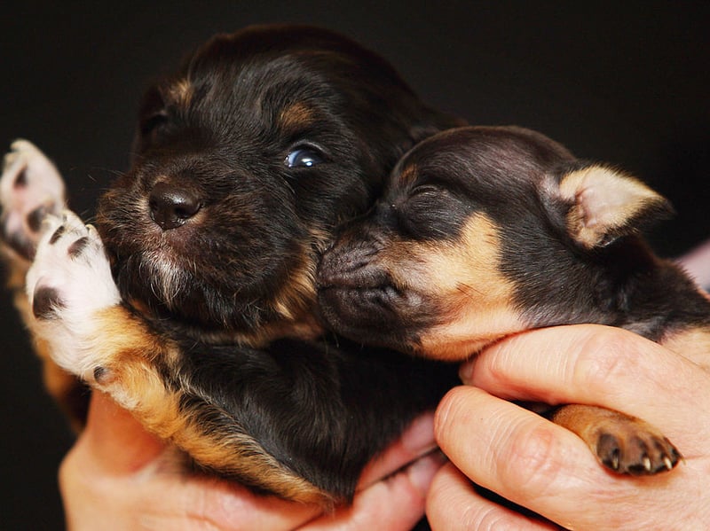 A 21-year-old Chihuahua was named the world's oldest living dog a couple of years ago, but researchers found the average pup only lives for 7.91 years. It holds the crown of the world's smallest dog.