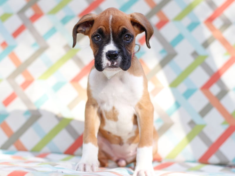 The charismatic Boxer has an average lifespan of 10.04 years according to the research. Developed in Germany, it is now particularly popular as a family pet in America.