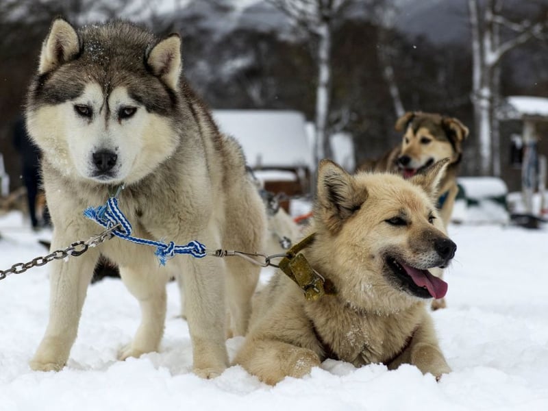 A hardy Arctic sledge dog that can pull people and produce over miles of icy tundra, the Siberian Husky can be expected to clock up an average age of 9.53 years