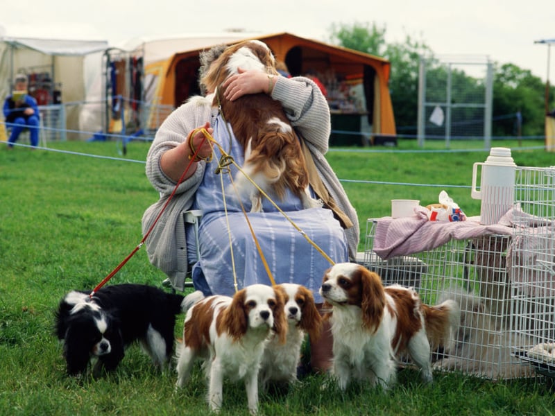 Priginally bred to be a gun dog like their longer-living Springer cousins, energetic Cocker Spaniels reach an average age of 11.31 years. 