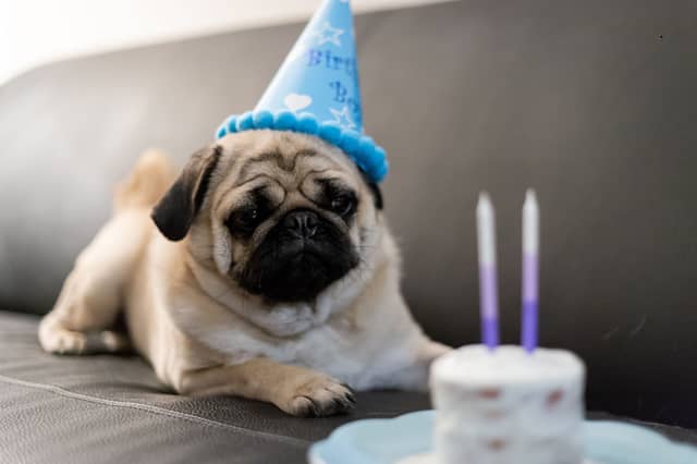The number of years you can expect your pet dog to live differs between breeds.