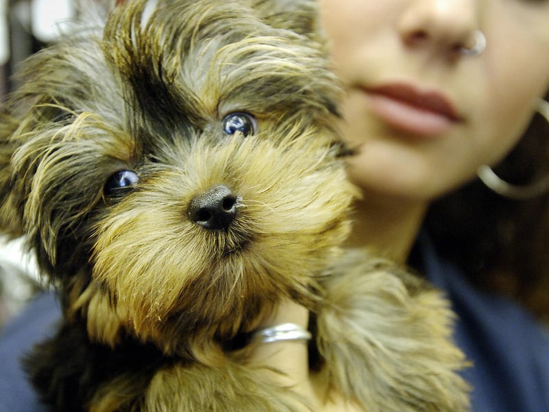 Another terrier takes second spot. Small dogs tend to live longer than large dogs, so it's no surprise to see the tiny Yorkshire Terrier coming high up in this list with an average lifespan of 12.54 years. It orginated in the nineteenth century in - unsurprisingly - the English county of Yorkshire.