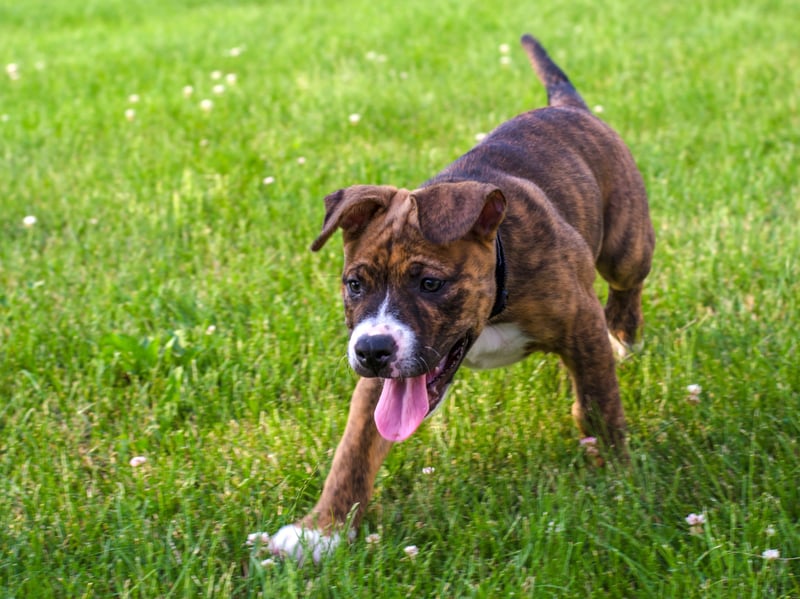 The loving - and often misunderstood - Staffordshire Bull Terrier has an average lifespan of 11.33 years. They were first recognised as a pure breed pedigree dog by the UK Kennel Club in 1935. 