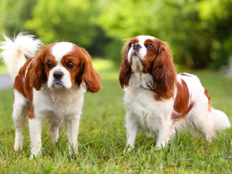 Known for being gentle and affectionate, the Cavalier King Charles Spaniel can expect to live for an average of 10.45 years. It was bred to resemble Charles II's spaniel during the English Civil War, when the king's supporters were known as Cavaliers - hence the name.