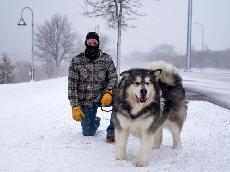 These dogs are similar to Huskies and howl frequently, often to express their emotions or when they feel isolated. Their howling is a way to communicate over distances, like their fairly close wolf ancestors. 