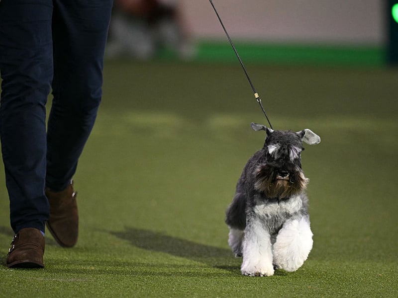 Terriers in general tend to be quite vocal, and the adorable Miniature Schnauzer is no exception. It's possible to train them to be quiet but they naturally bark at the slightest noise. 