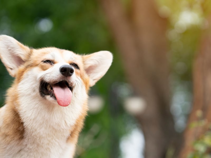 While it's true that some Corgis don't bark, it's a fairly common trait with both breeds - the Pembroke Welsh Corgi and the Cardigan Welsh Corgi. Their vocal nature comes from their history of being bred to herd cattle and sheep.