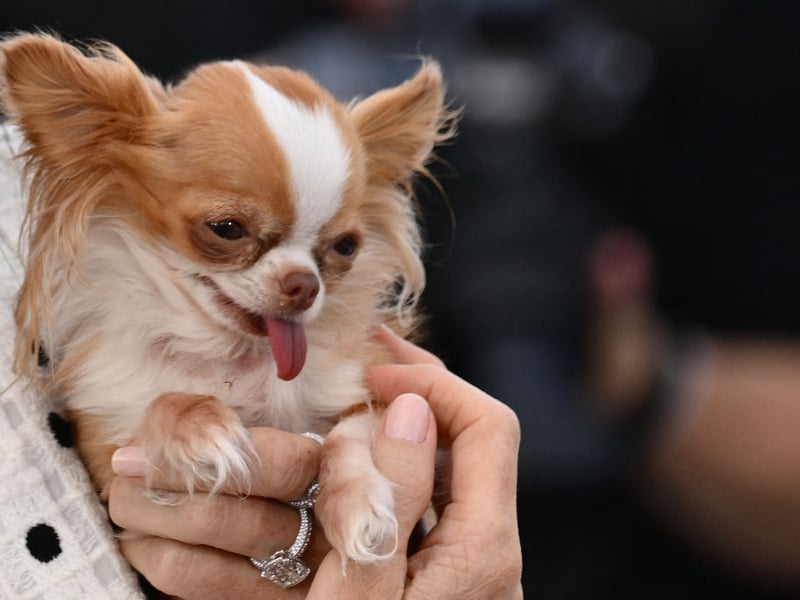 A big dog in a small dog's body, it's not unusual for a Chihuahua to bark pretty much continuously - often for no other reason than they are bored. 