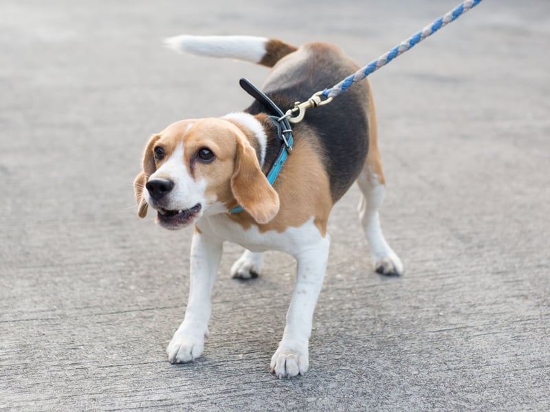 Another dog bred to bark is the Beagle - whose ability to communicate an interesting scent proved invaluable at a fox hunt. Beagles have two distinct types of bark - one to alert you to everyday incidents and a long, loud yowl reserved for more special occasions.