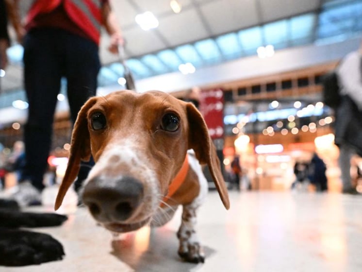 Dachshunds have a reputation for being vocal and surprisingly loud for their size. Originally bred to hunt, they may bark at strangers, other animals, noises, and anything they consider worthy of investigation (that's everything).