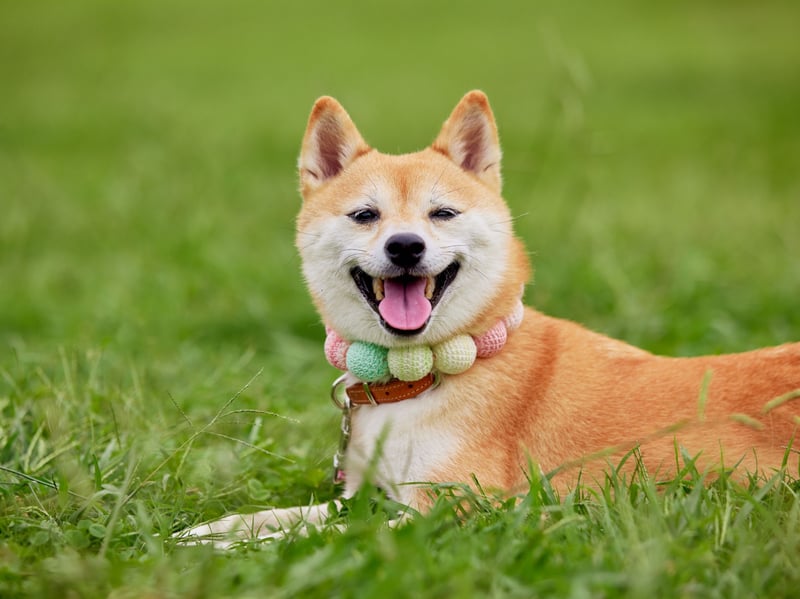 The Shiba Inu is known for its 'Shiba scream', a loud, high-pitched cry they use to express displeasure or frustration or...something else. They’re also prone to barking when excited or when something/anything catches their attention. 