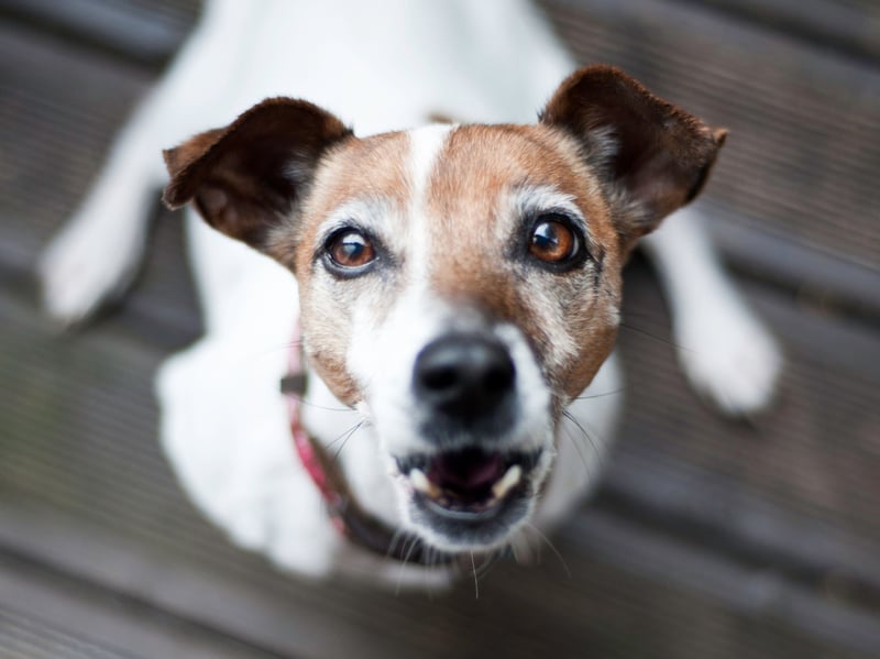 Jack Russell Terriers are energetic, highly alert working terriers. Their strong prey drive and enthusiasm can contribute to frequent barking, particularly during play, excitement, encounters with animals, or stimulating outdoor activity.