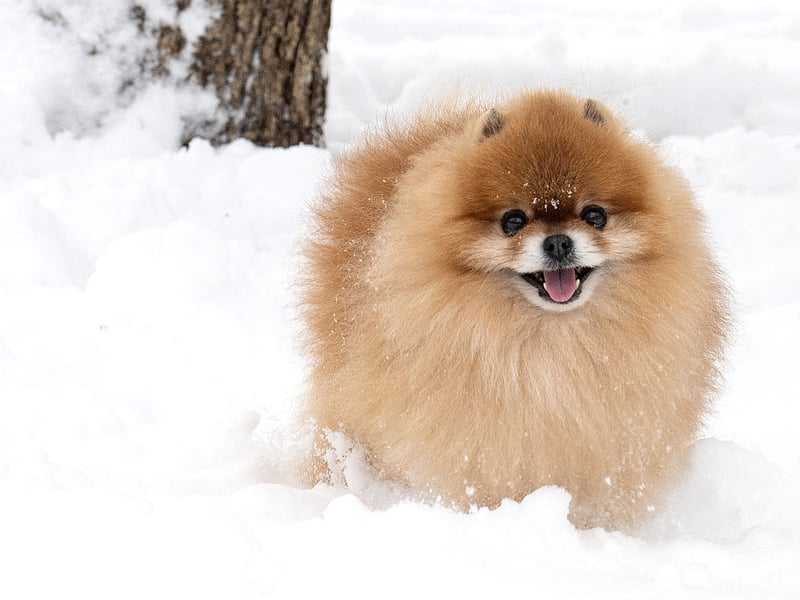 Owners of Pomeranians are often amazed at the sheer volume of noise that can come out of such a small dog. Once a Pomeranian starts barking it often doesn't know when to stop.