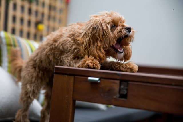 Dogs like Yorkshire Terriers tend to enjoy a good bark.
