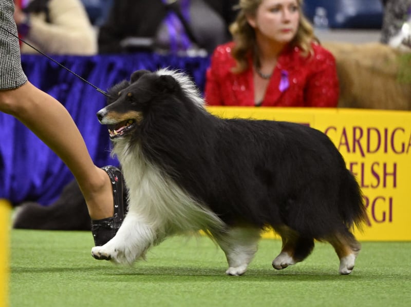 Shetland Sheepdogs are intelligent herding dogs with a natural tendency to monitor their surroundings and react to anything they reckon could be of interest. Barking is part of their communication toolkit, and they may get vocally rowdy when excited, playing, working, or if it's a day of the week with a 'y' in it.
