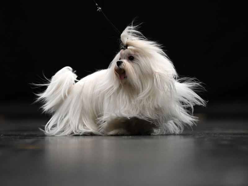 The Maltese makes a great guard dog, instantly barking when they hear an intruder. Unfortunately they often take the smallest of noises to be a threat, the merest rustle of falling leaves enough to provoke a late night volley of barks.