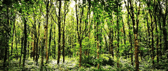Galway City Council's image of Merlin Woods in 10 years time after replanting