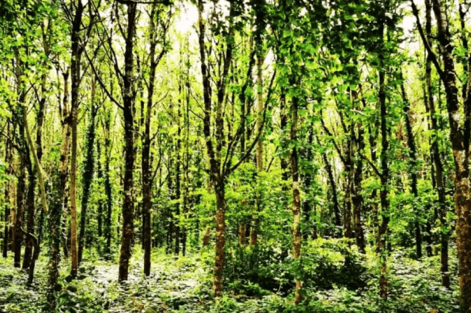 Galway City Council's image of Merlin Woods in 10 years time after replanting